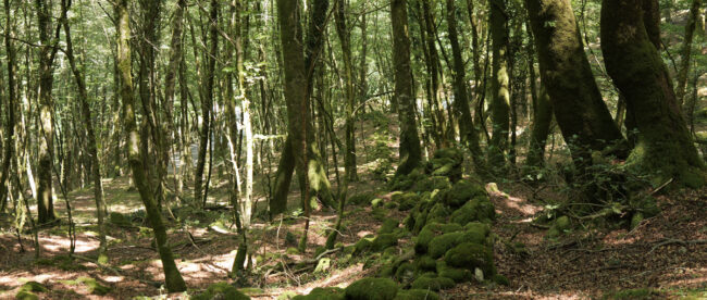 muro spartaco aspromonte